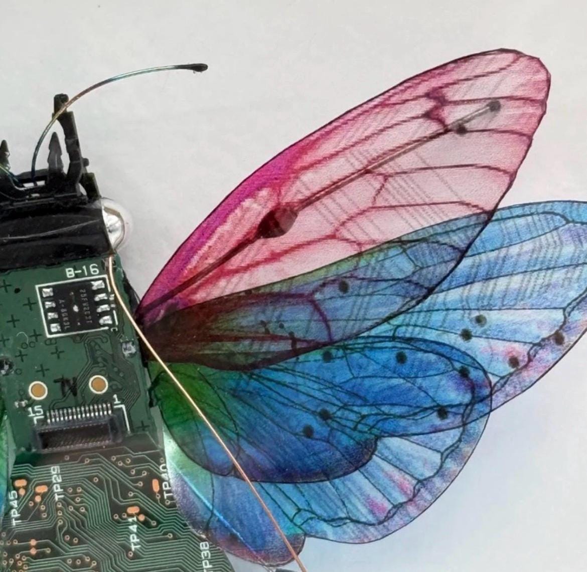 Circuit Board Insect Sculpture, Julie Alice Chappell Art - Wood Framed
