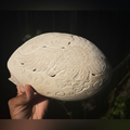 Large Carved Melo Melo Shell with Bird Motif