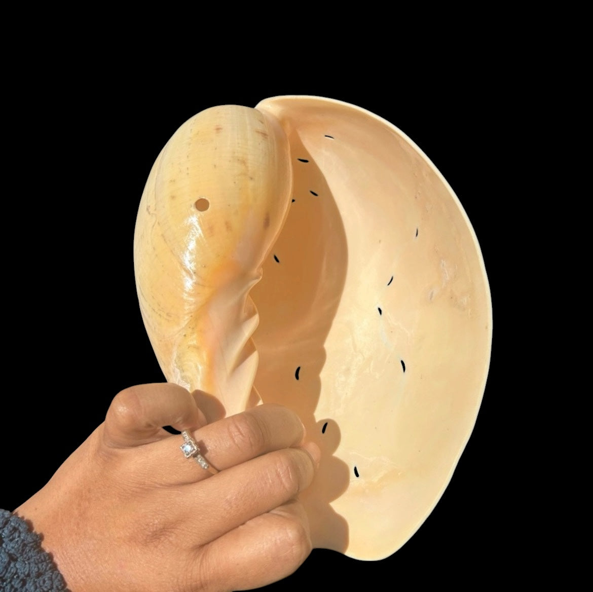 Large Carved Melo Melo Shell with Bird Motif