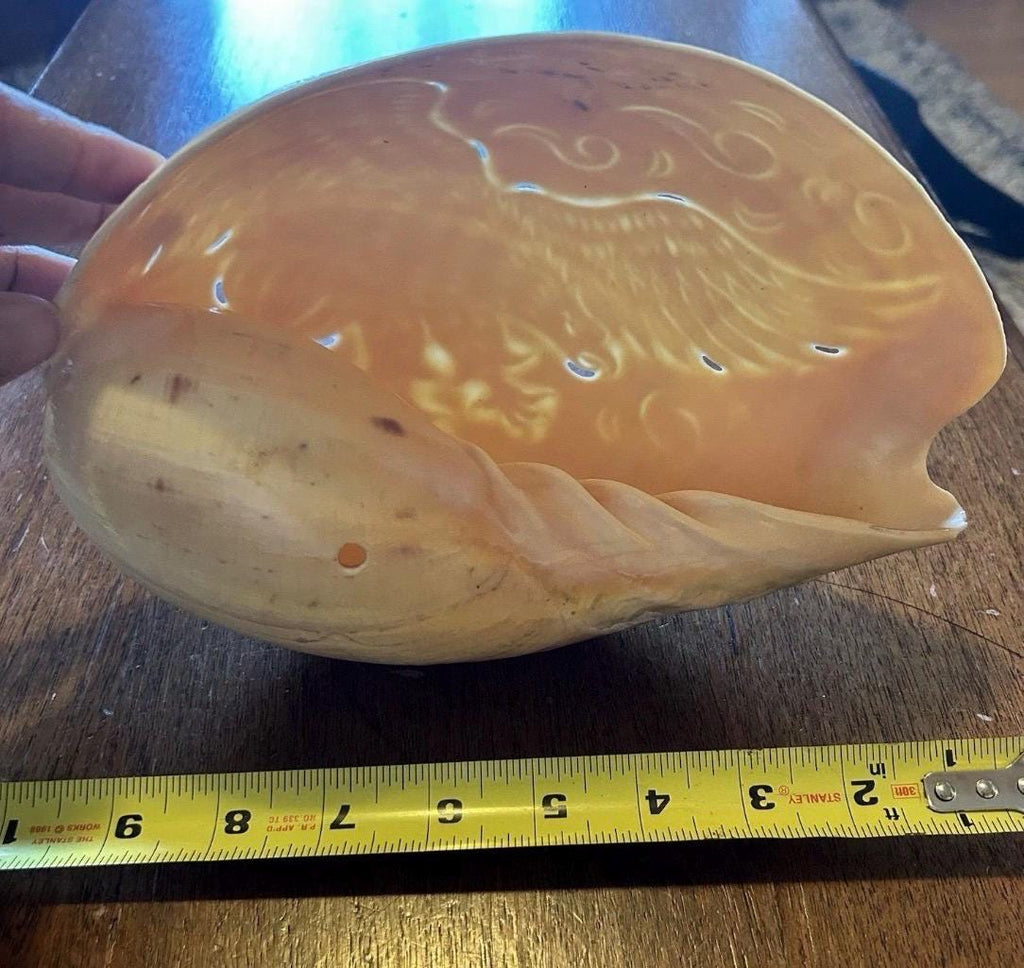 Large Carved Melo Melo Shell with Bird Motiff - 10 inches long