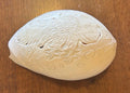 Large Carved Melo Melo Shell with Bird Motiff - 10 inches long